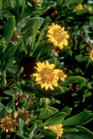 Green Sea-Oxeye-Daisy, Tree Seaside Oxeye – Borrichia Arborescens