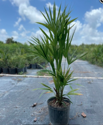 Green Thatch Palm, Florida Thatch Palm – Thrinax Radiata