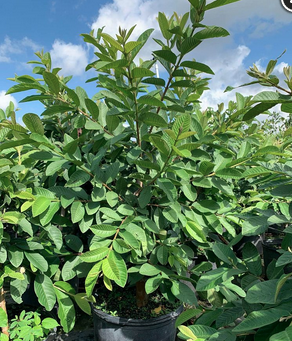 Guava – Psidium Guajava