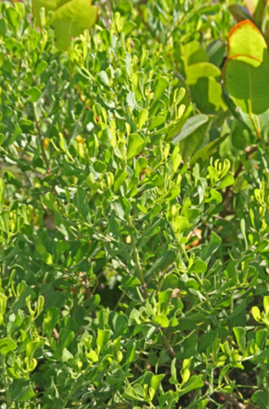 Hammock Groundsel, Broombush Falsewillow – Baccharis Dioica