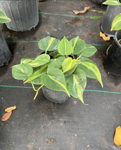 Heartleaf Philodendron – Philodendron Hederaceum ‘Brasil’
