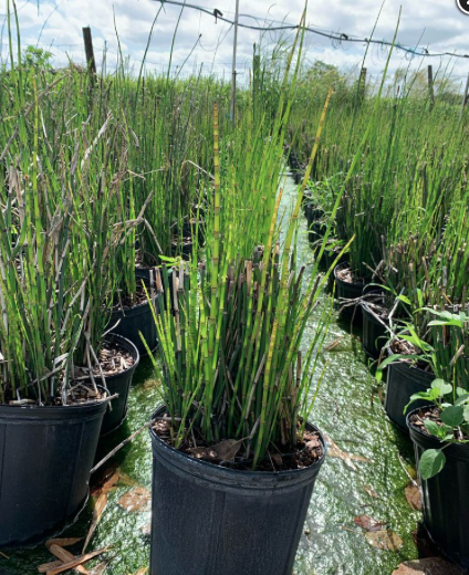 Horsetail Reed – Equisetum Hyemale