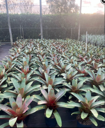 Imperial Bromeliad – Alcantarea Imperialis