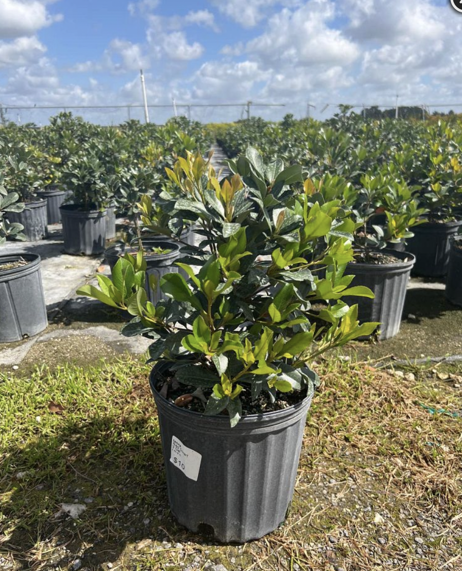 Indian Hawthorn – Rhaphiolepis Indica