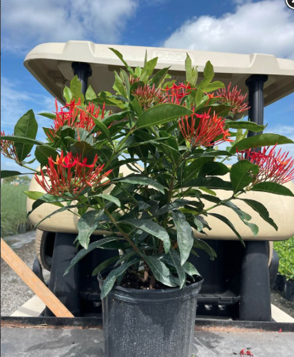 Ixora Duffii ‘Super King’ – Ixora Casei ‘Super King’