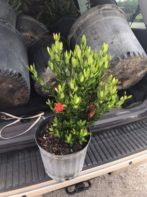 Ixora ‘Taiwan Dwarf’, Ixora ‘Petite’ – Ixora Taiwanensis