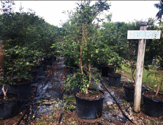 Jaboticaba – Myrciaria Cauliflora