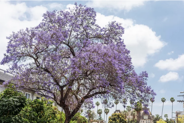 Jacaranda Tree – Jacaranda Mimosifoila