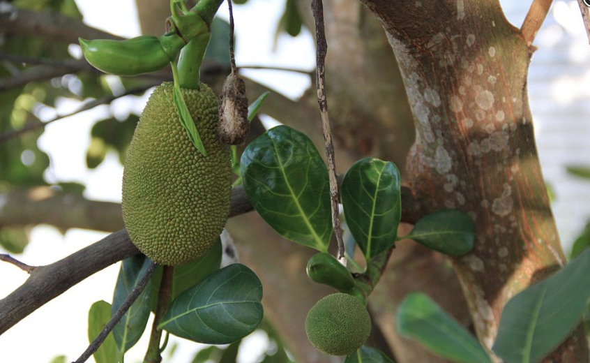 Jackfruit – Artocarpus Heterophyllus