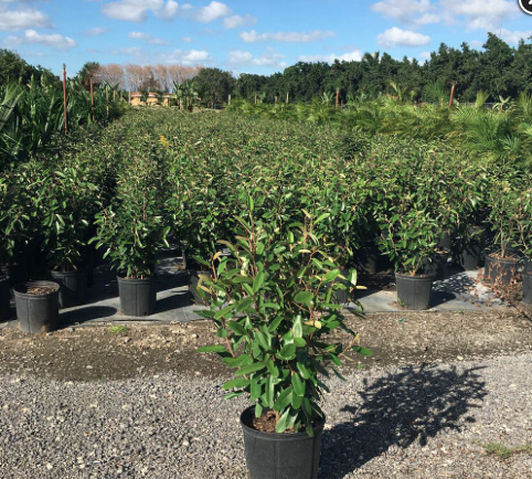 Jamaican Caper (Bush) – Quadrella Cynophallophora