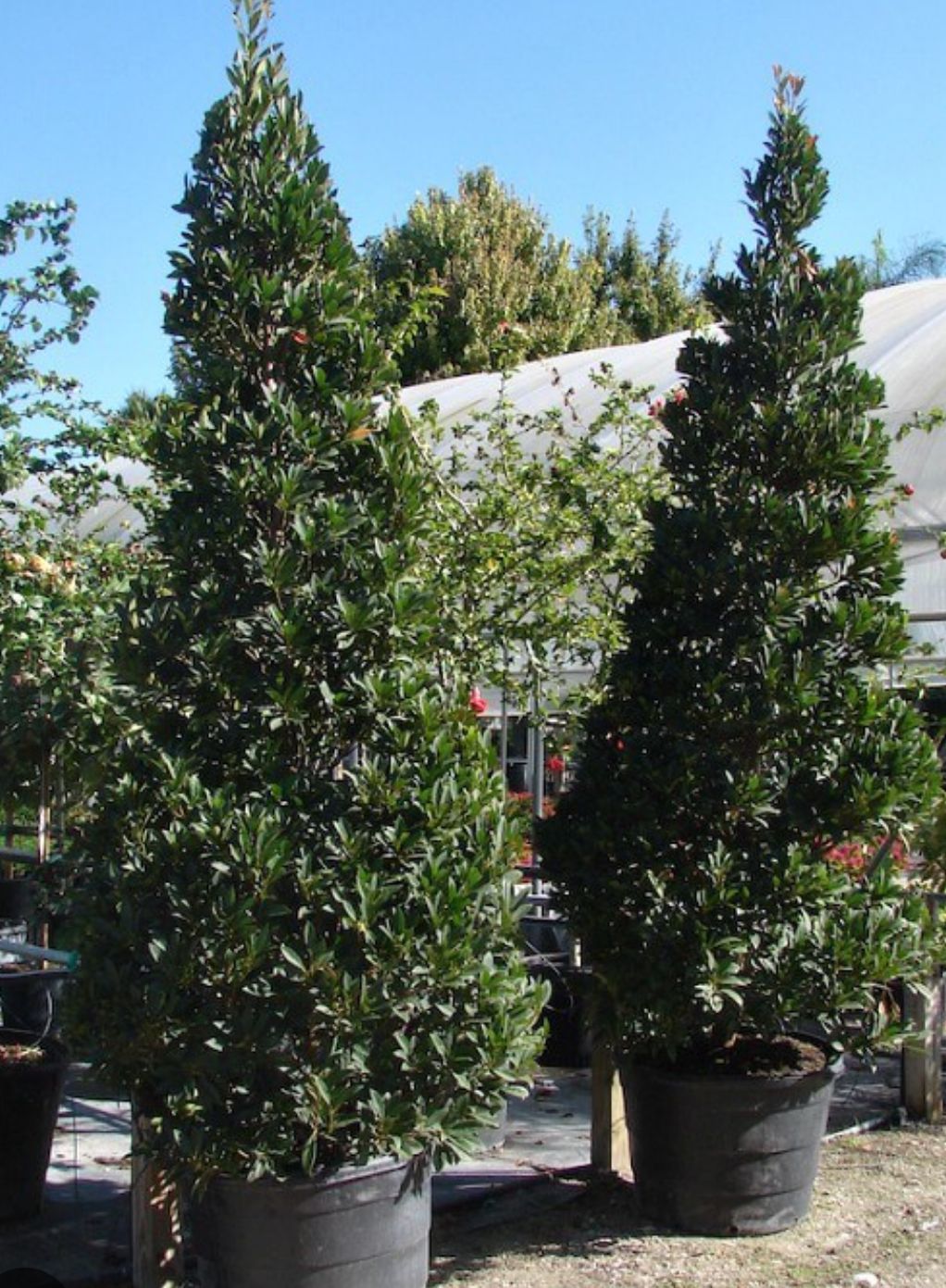 Japanese Blueberry (Cone) – Elaeocarpus Decipiens