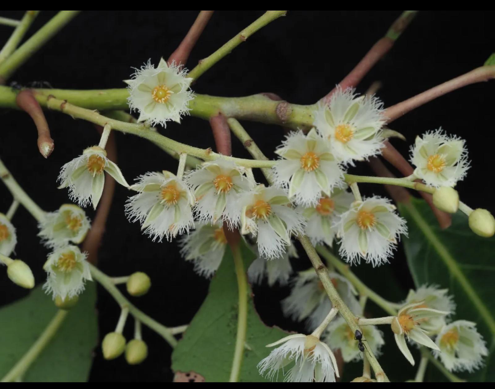 Japanese Blueberry (Tree) – Elaeocarpus Decipiens