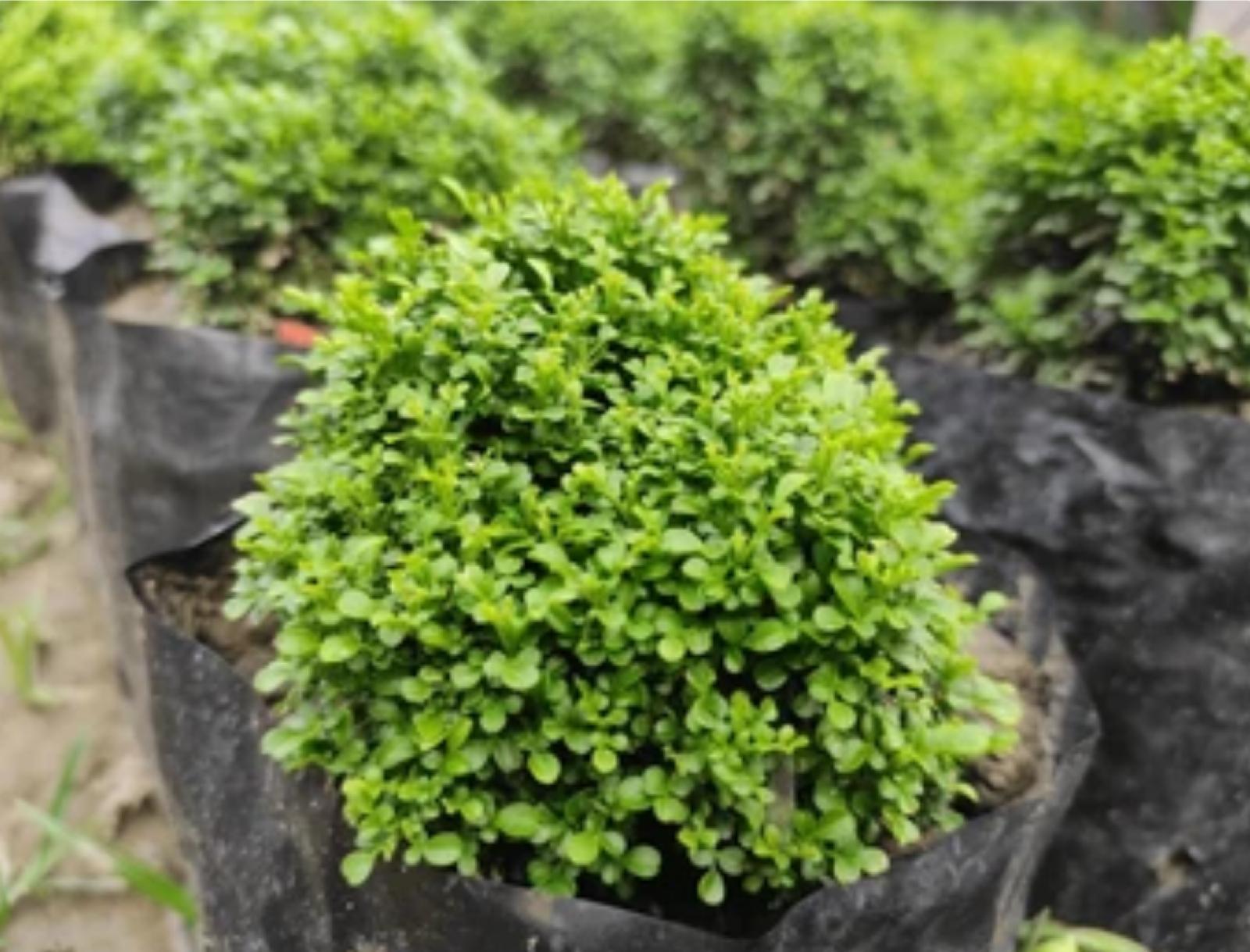 Japanese Boxwood – Buxus Microphylla Japonica