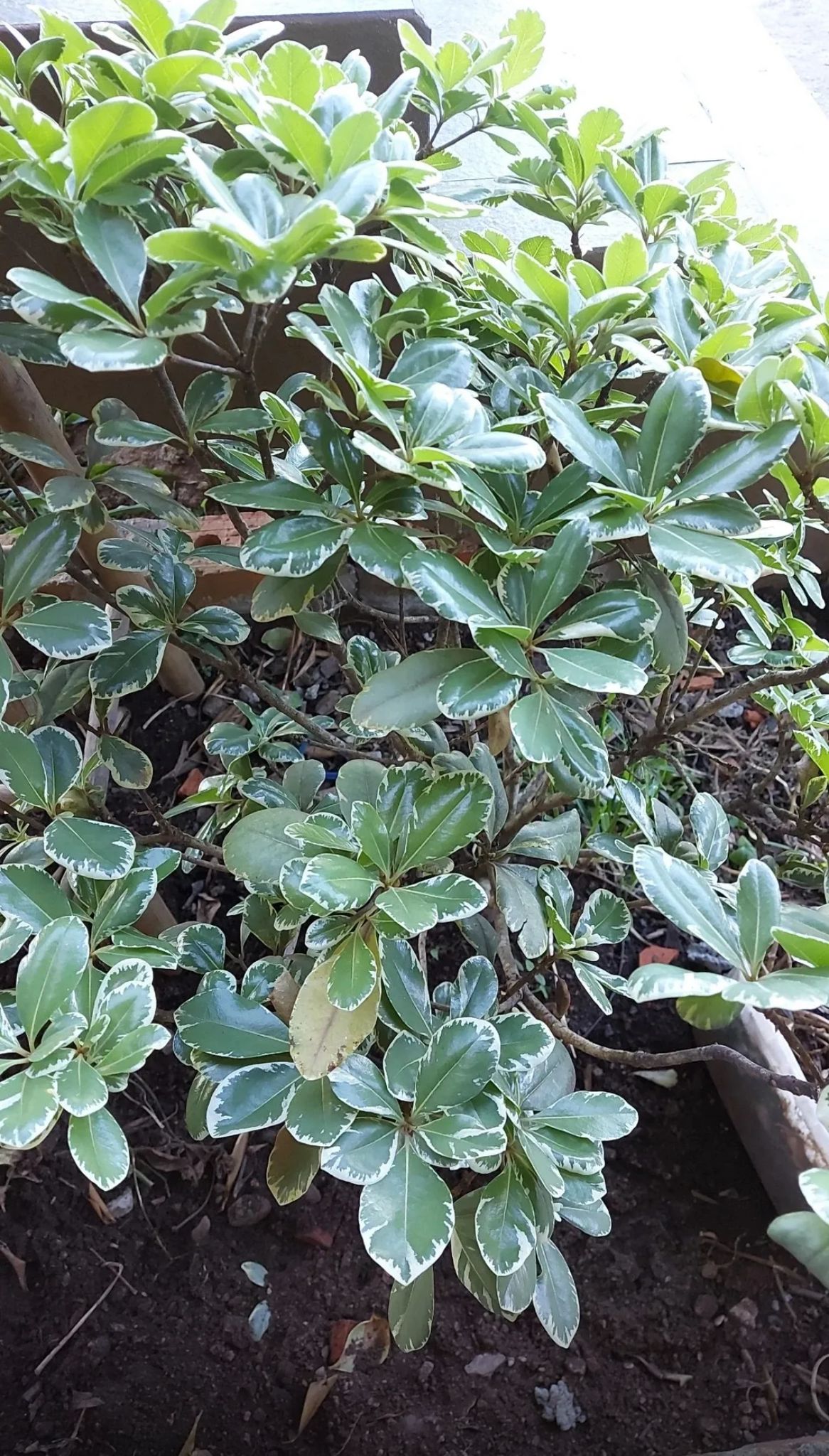 Japanese Cheesewood – Pittosporum Tobira ‘Variegata’