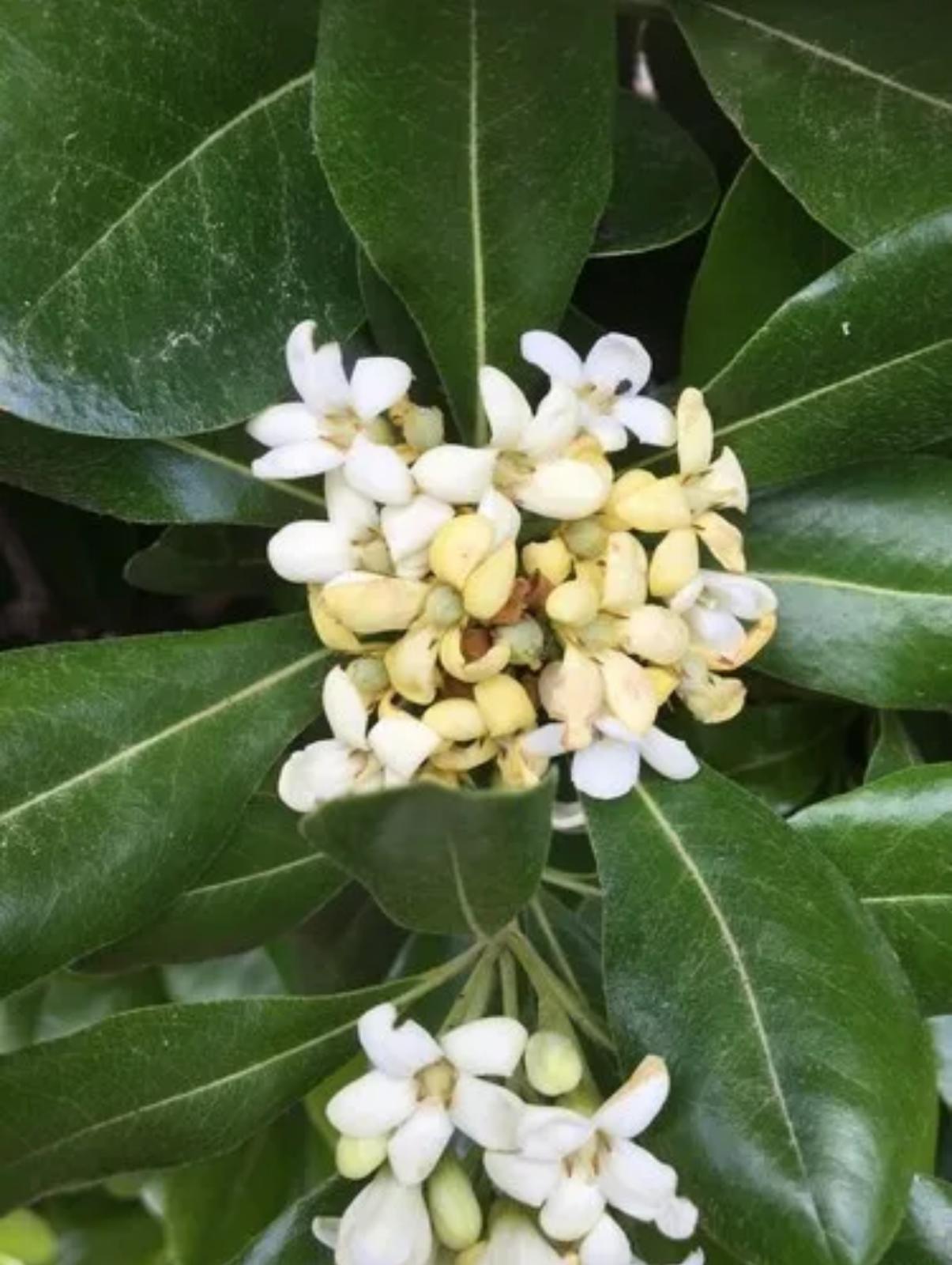 Japanese Cheesewood – Pittosporum Tobira