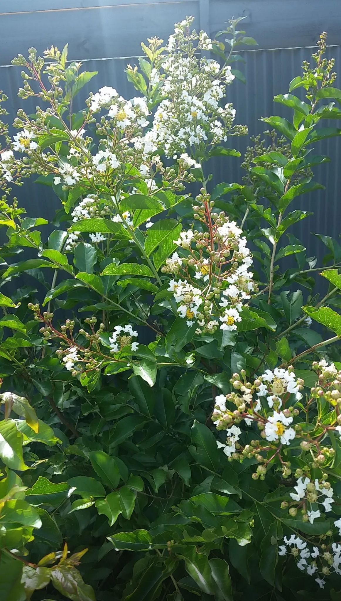 Japanese Crape Myrtle (Bush) – Lagerstroemia Fauriei ‘Natchez’