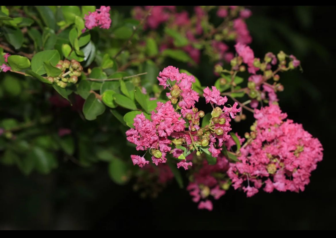 Japanese Crape Myrtle – Lagerstroemia Fauriei ‘Muskogee’