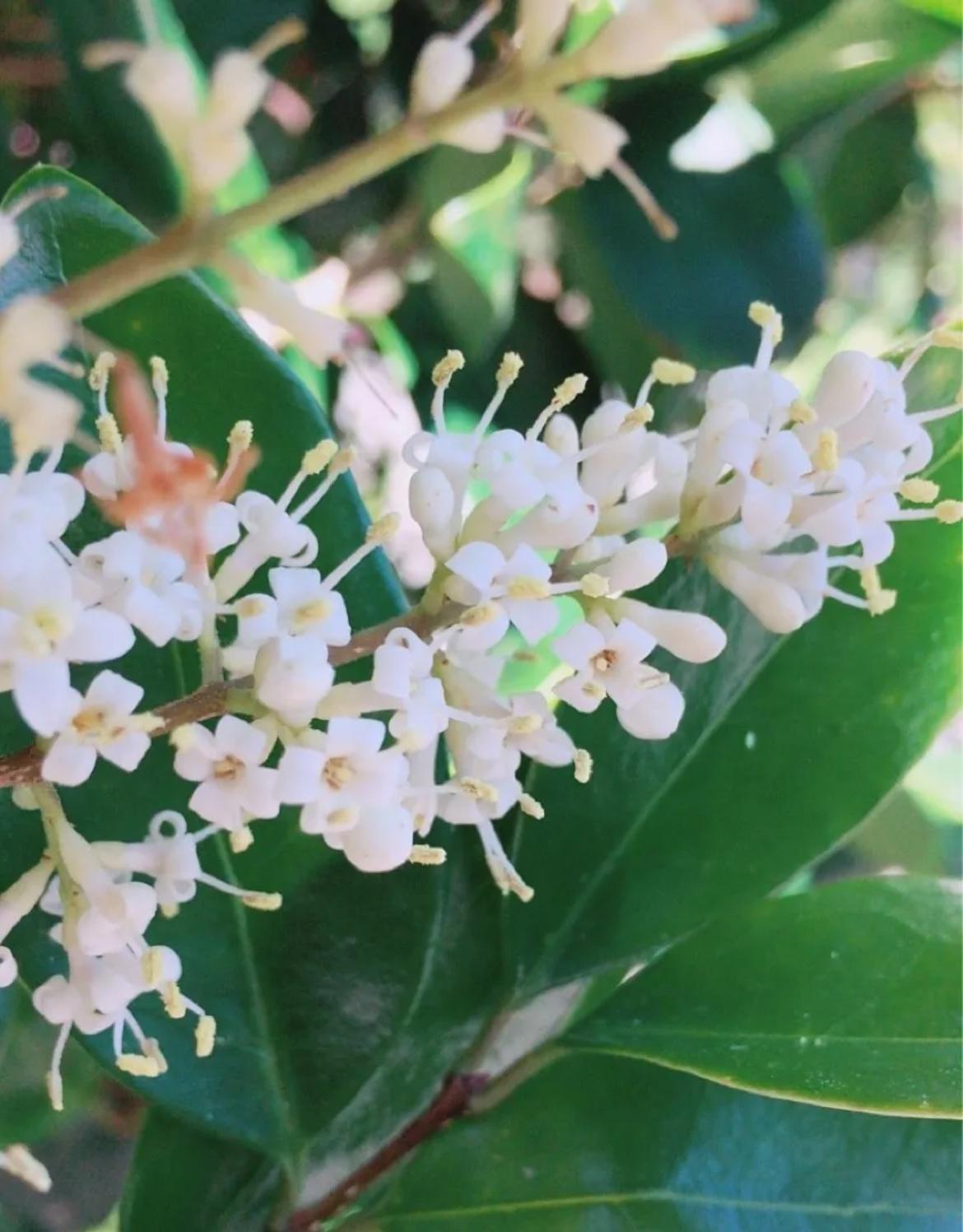 Japanese Privet, Wax Leaf Ligustrum – Ligustrum Japonicum