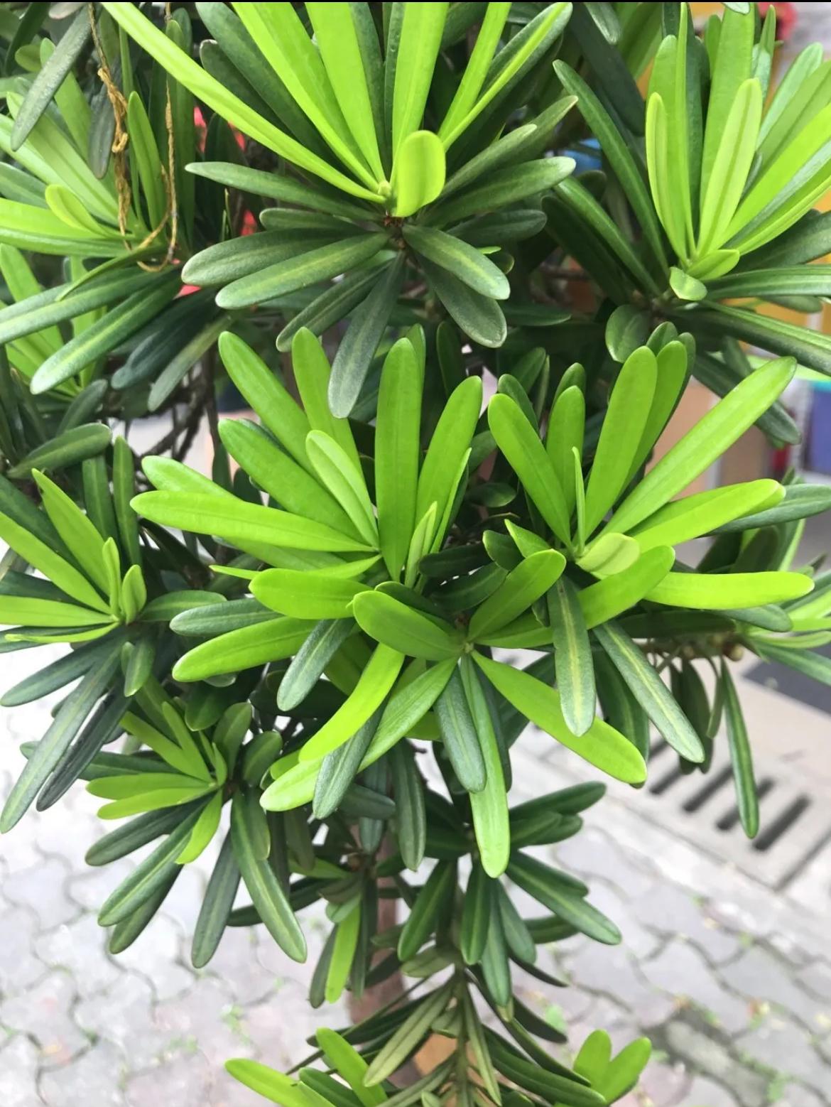 Japanese Yew – Podocarpus Macrophyllus