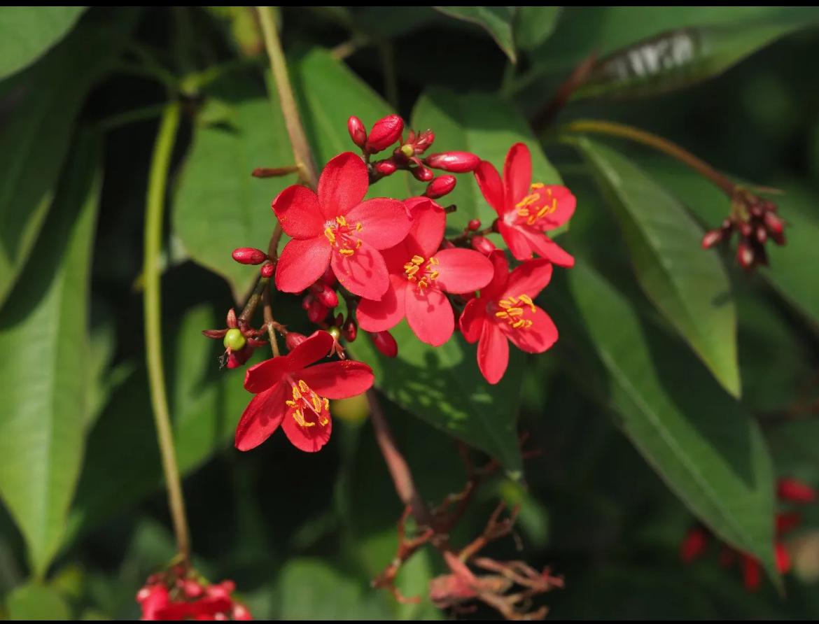 Jatropha – Jatropha Integerrima ‘Compacta’