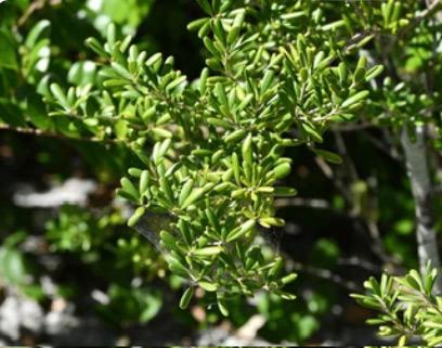 Joewood – Jacquinia Keyensis