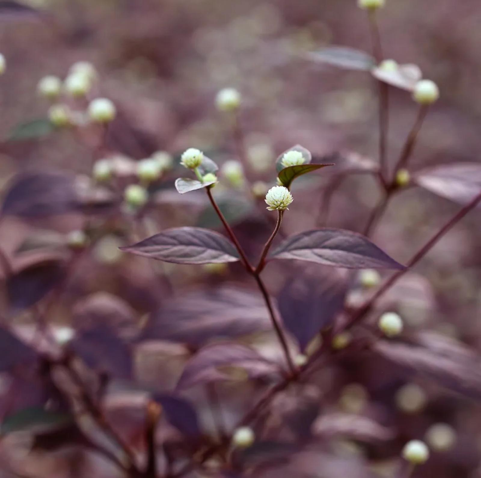 Joseph’s Coat, Joyweed – Alternanthera Dentata ‘Little Ruby’