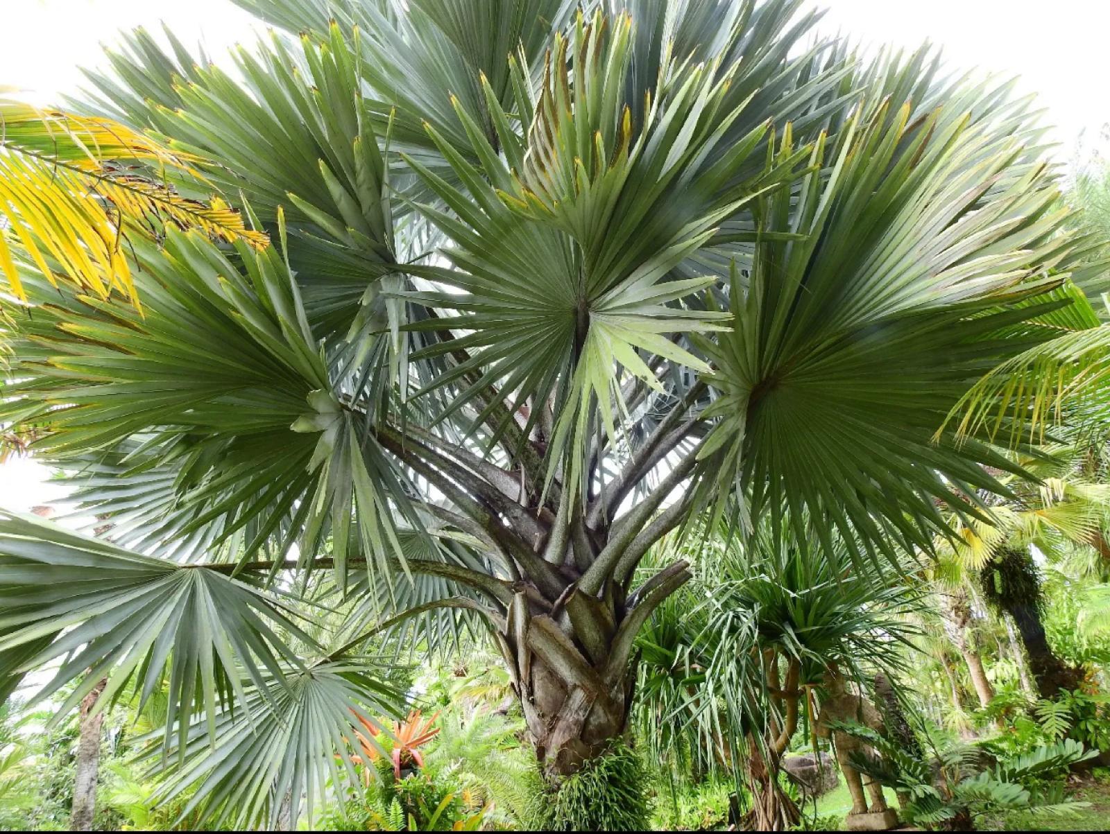 Key Thatch Palm – Thrinax Morrisii