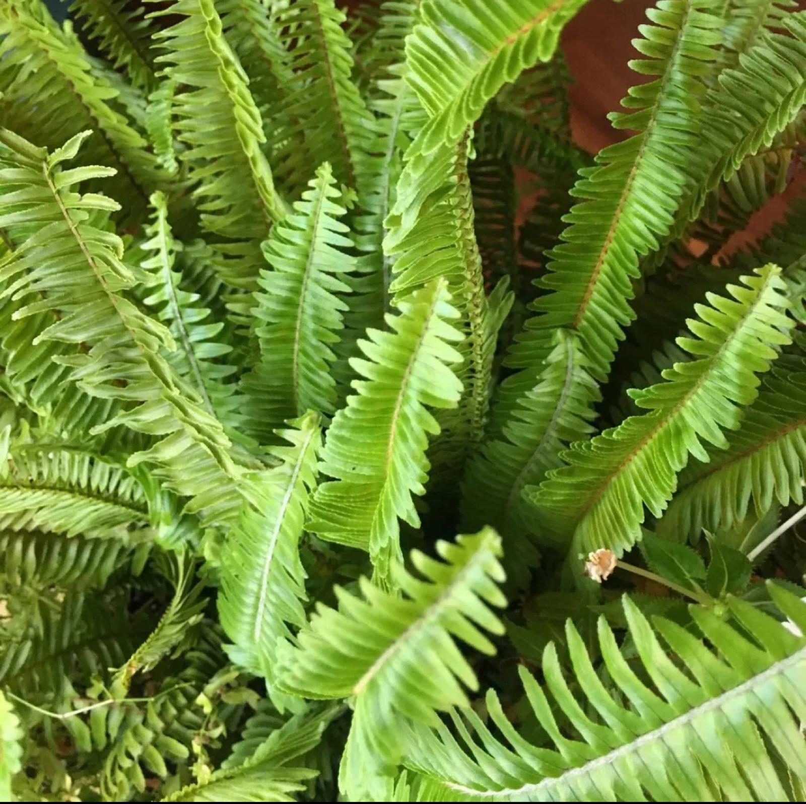 Kimberly Queen Fern – Nephrolepis Obliterata ‘Kimberly Queen’