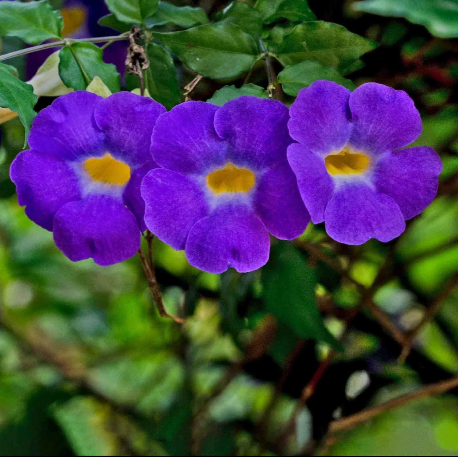 King’s Mantle – Blue – Thunbergia Erecta