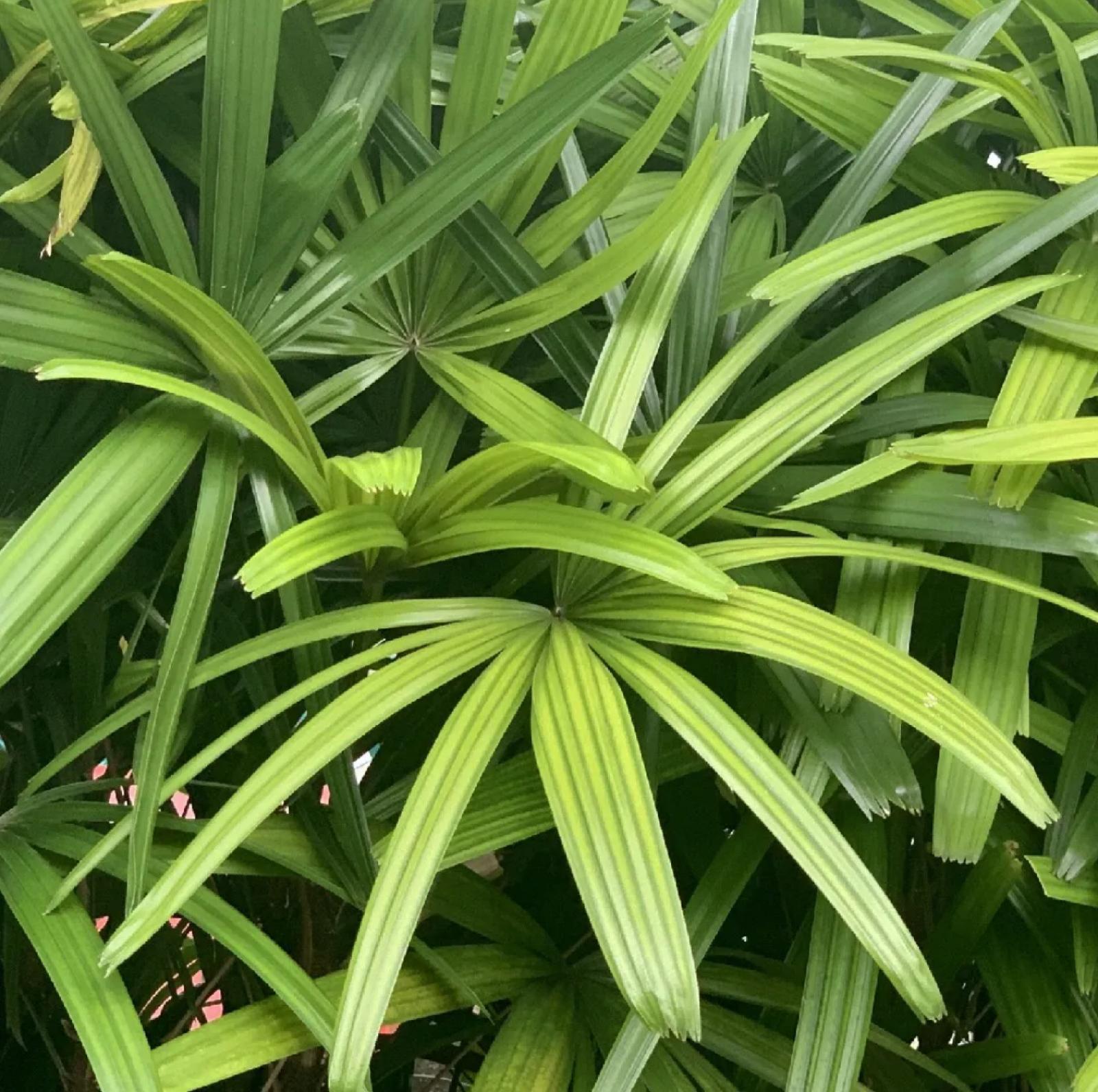 Lady Palm – Rhapis Excelsa