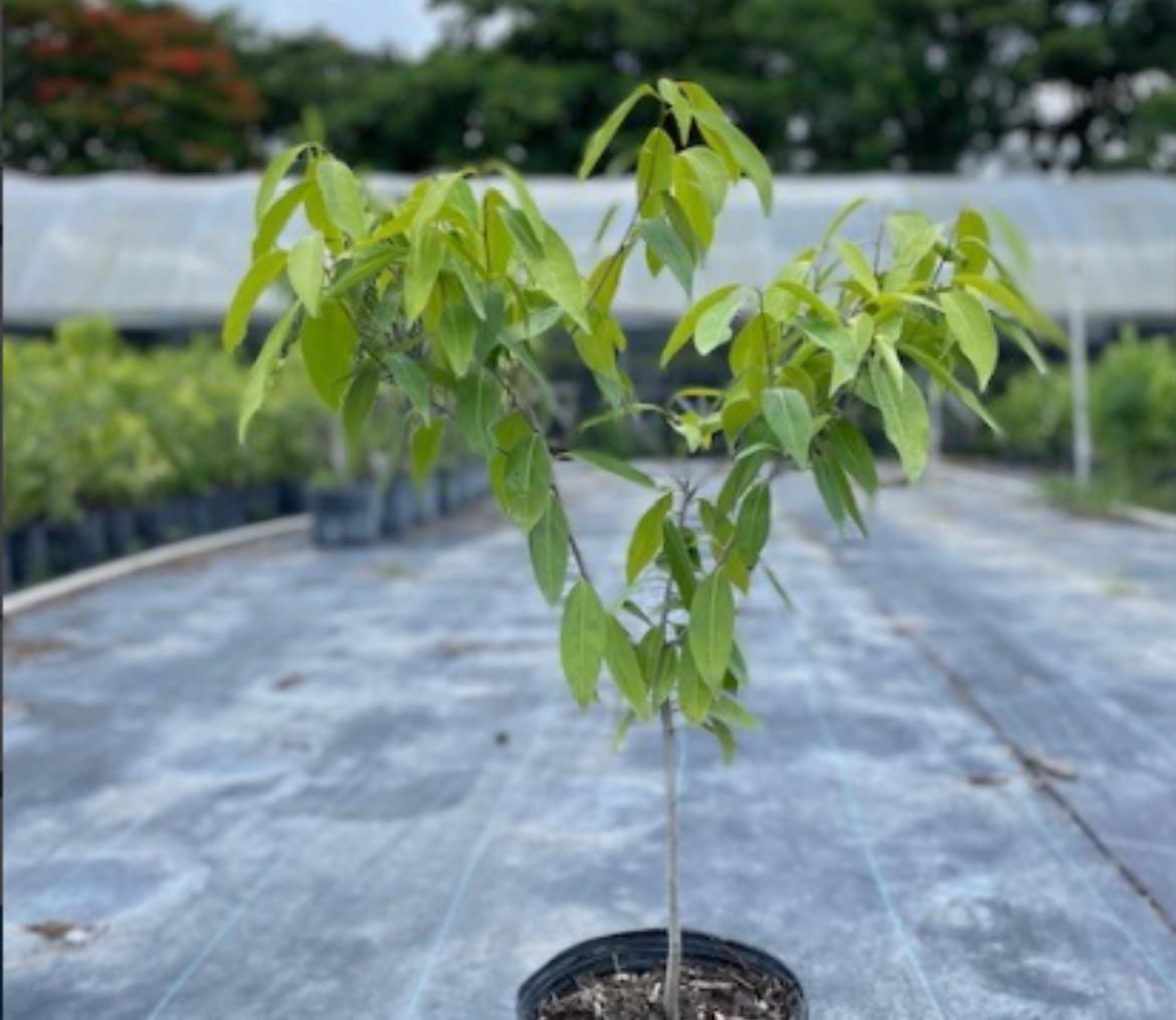 Lancewood – Nectandra Coriacea