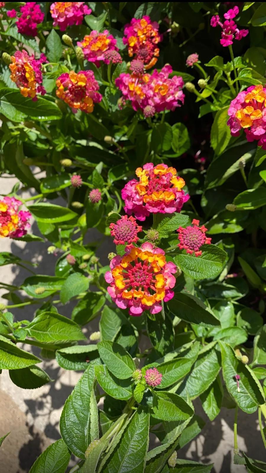Lantana ‘Gold’ – Lantana ‘Gold’