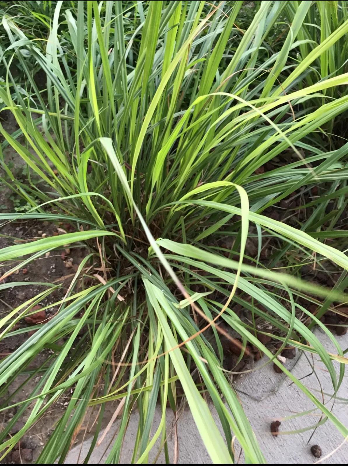 Lemon Grass – Cymbopogon Citratus