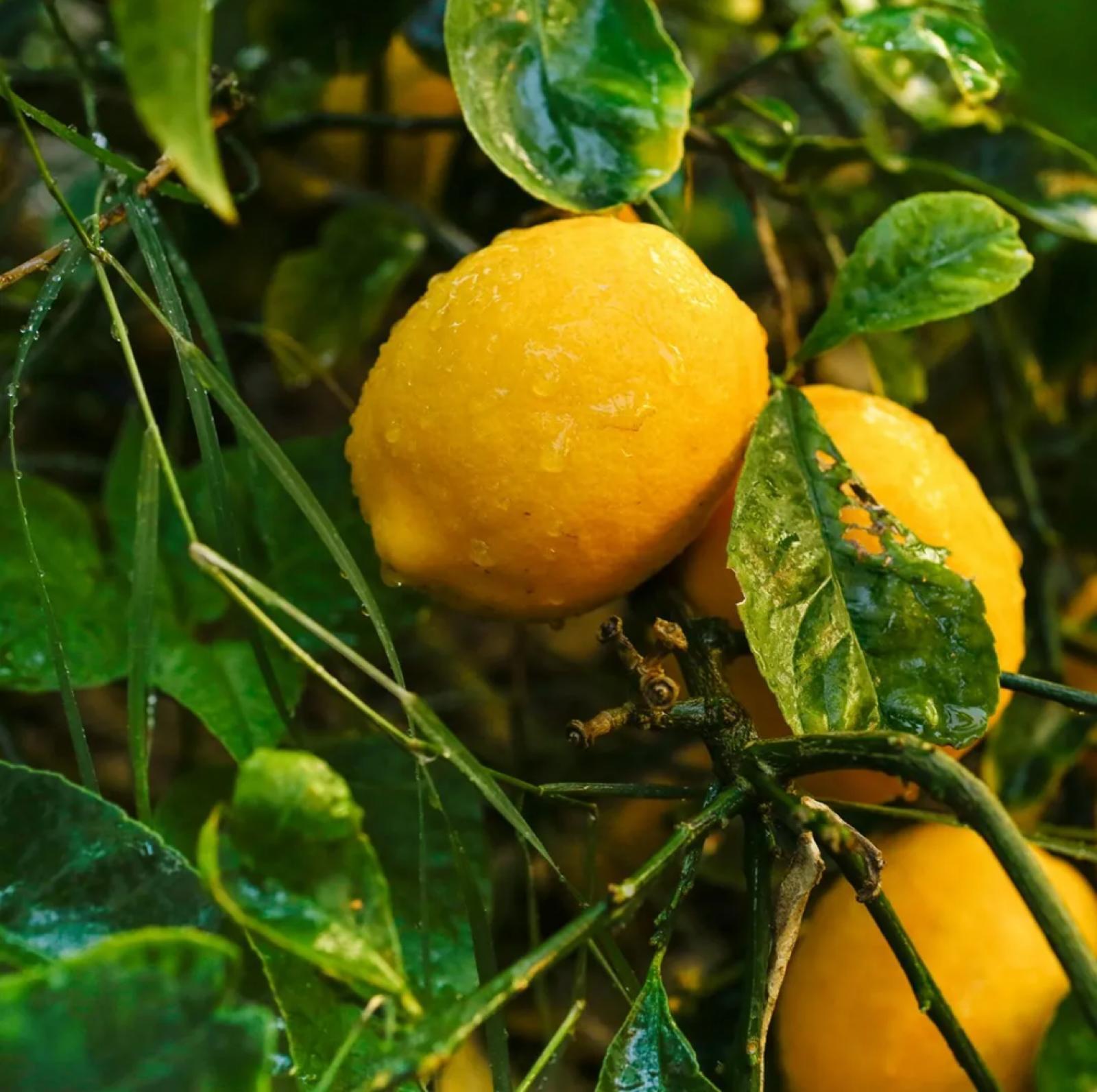 Lemon – Citrus Limon ‘Meyer’