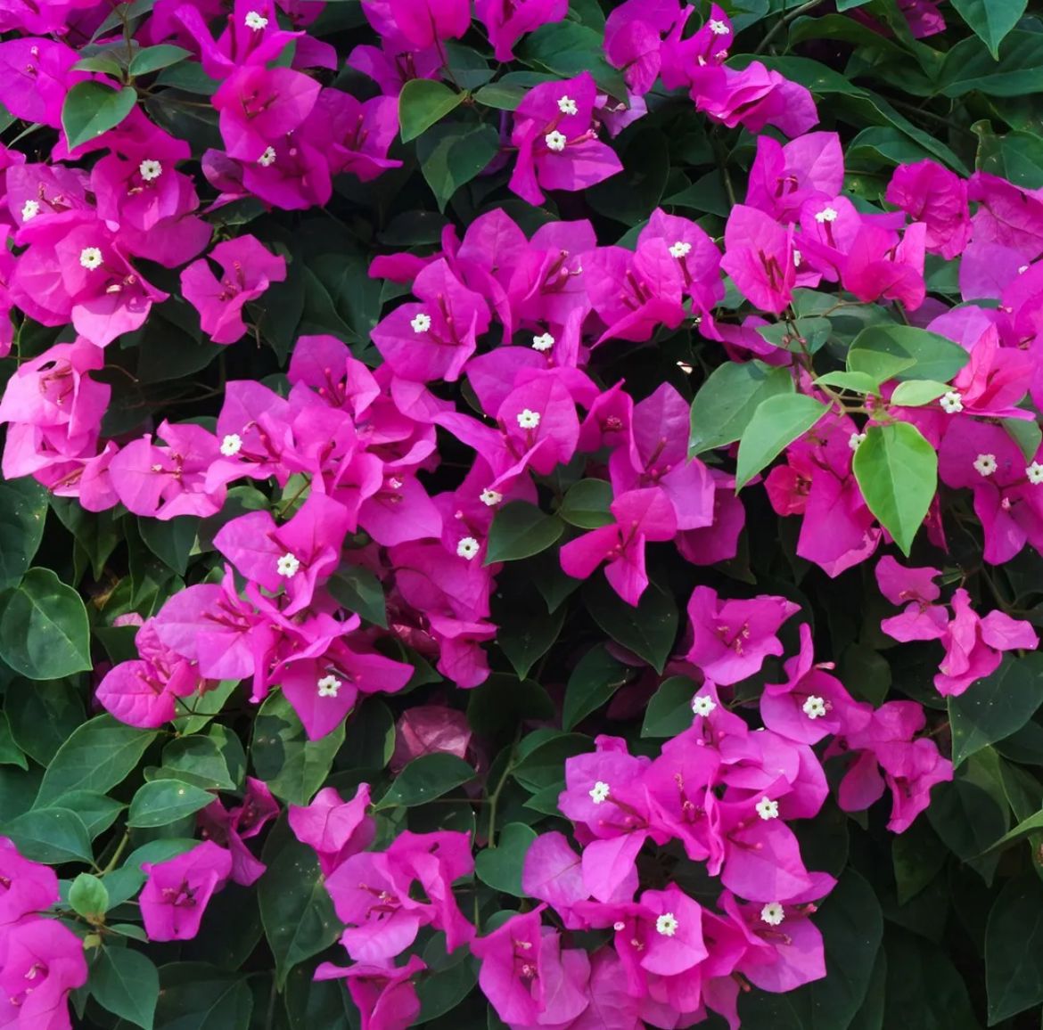 Lesser Bougainvillea, Paper Flower – Bougainvillea Glabra ‘Helen Johnson’