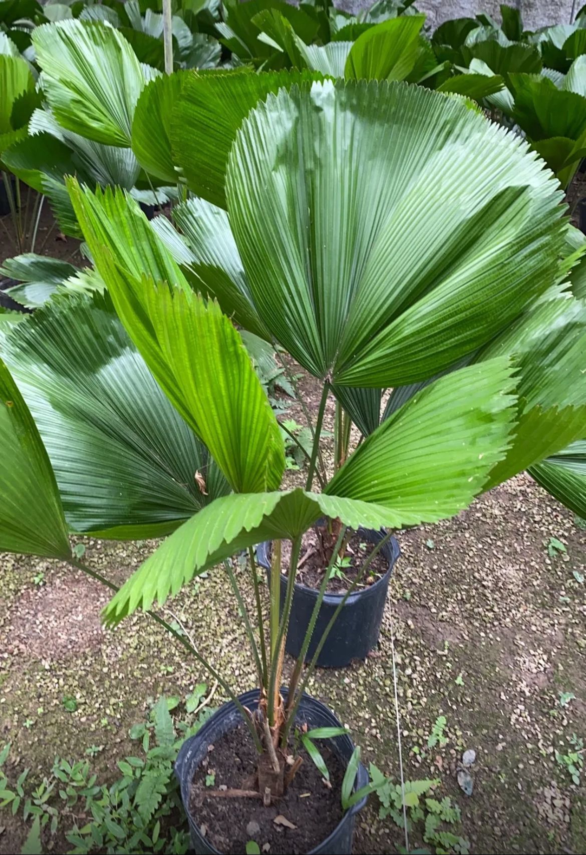 Licuala Grandis Palm, Vanuatu Fan Palm – Licuala Grandis