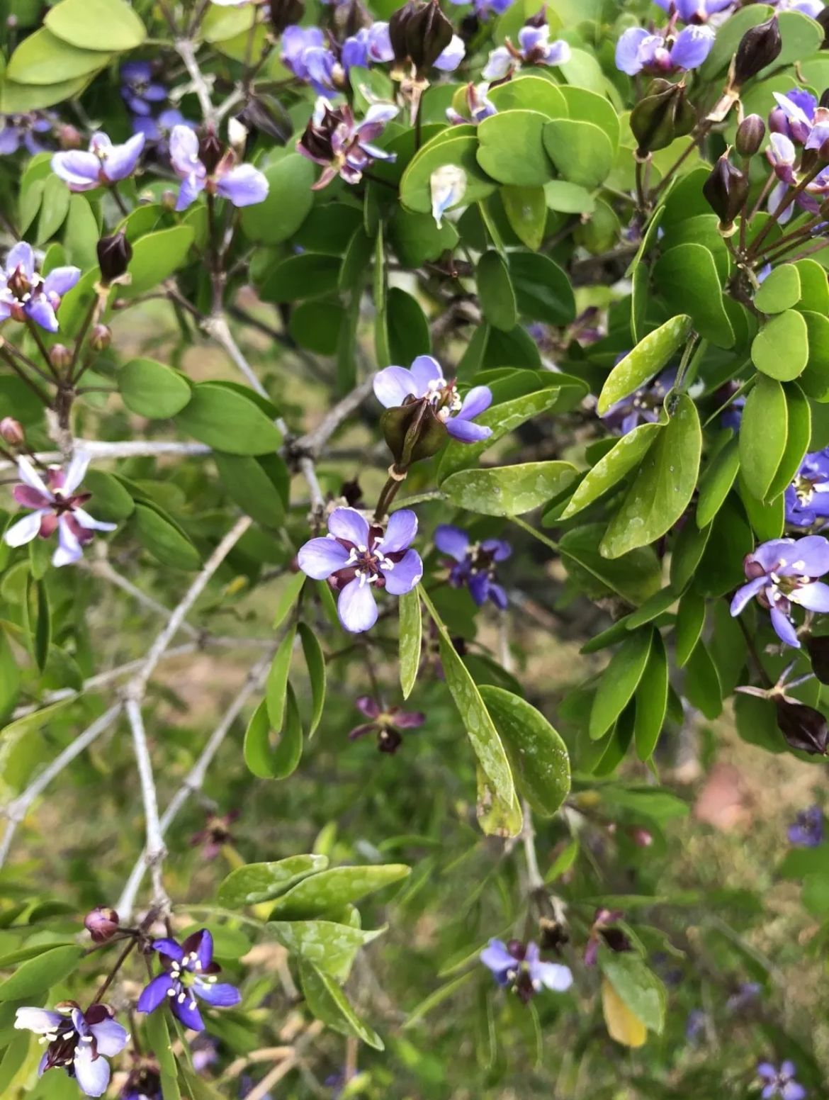 Lignumvitae, Holywood Lignumvitae – Guaiacum Sanctum