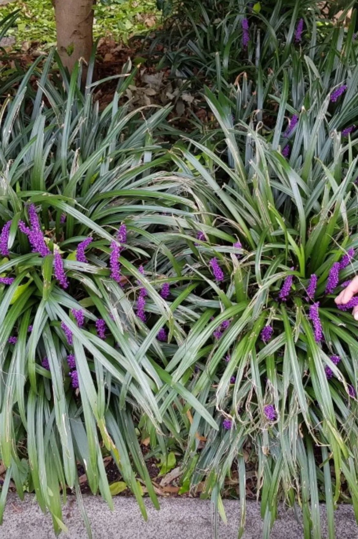 Lilyturf – Liriope Muscari ‘Variegata’