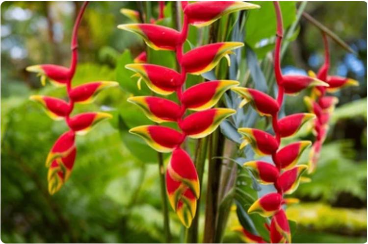 Lobster Claw Heliconia – Heliconia Rostrata