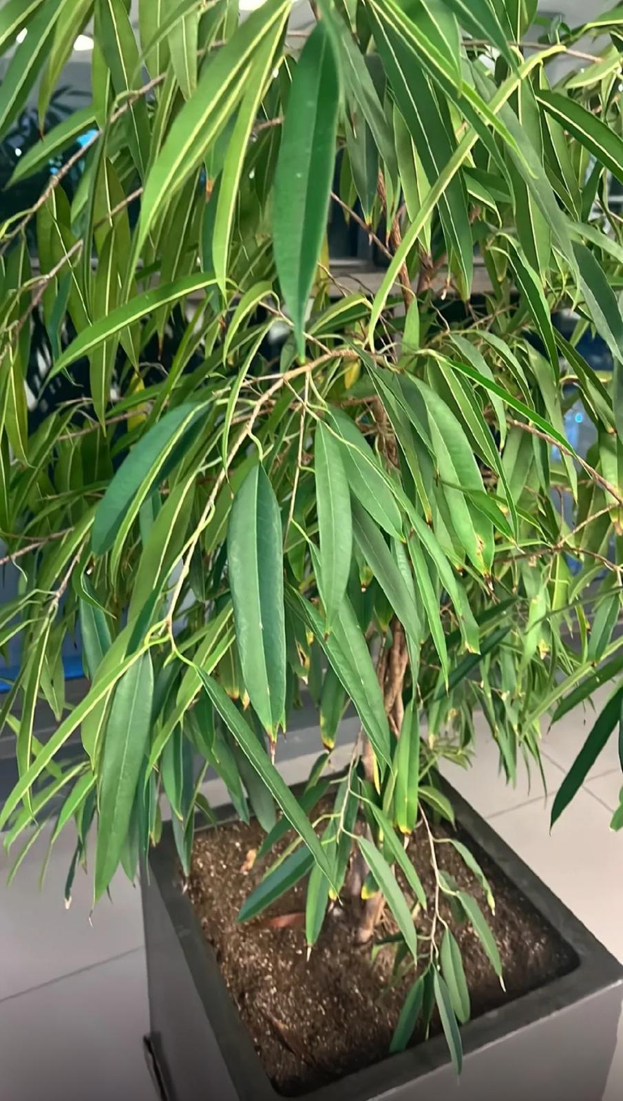 Long Leaved Fig – Ficus Binnendijkii ‘Alii’