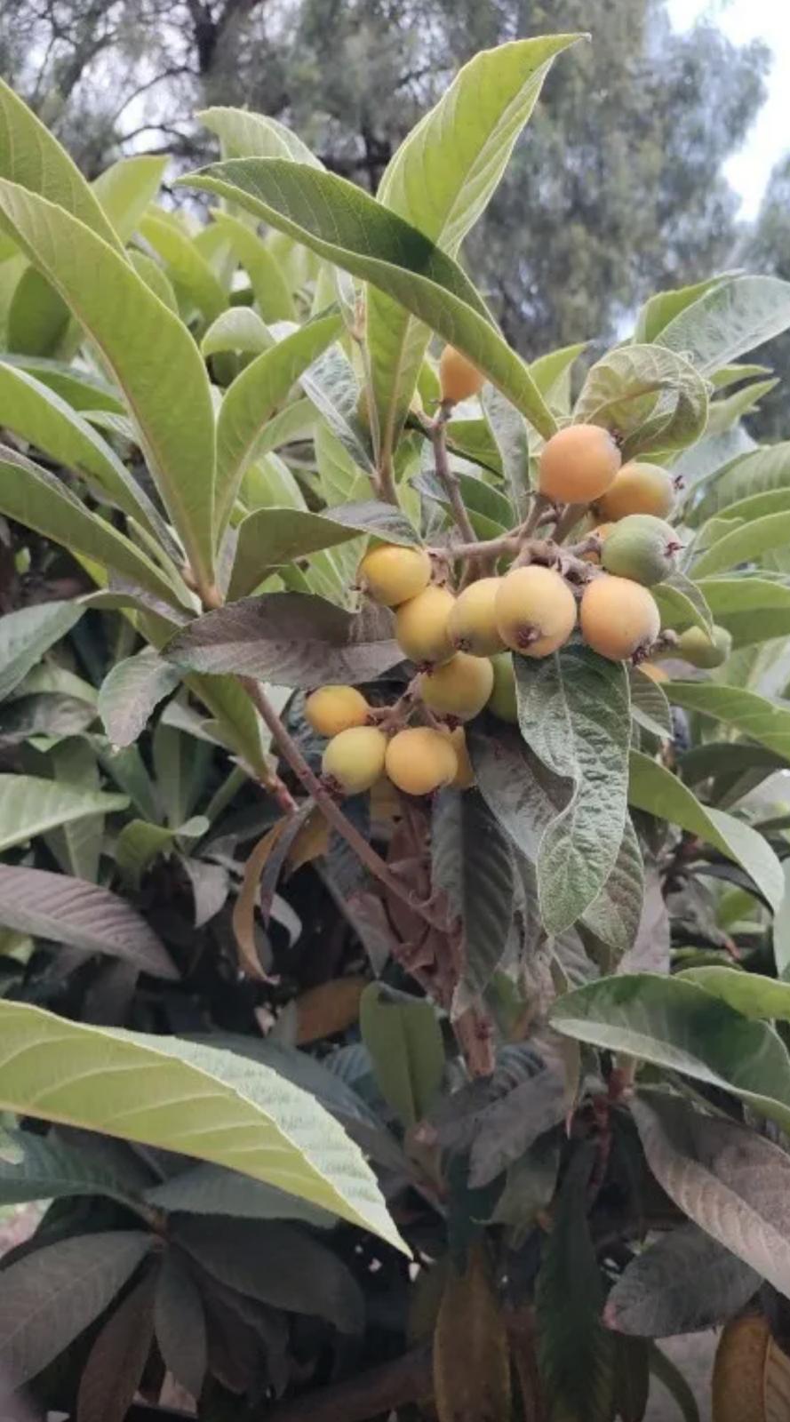 Loquat – Eriobotrya Japonica