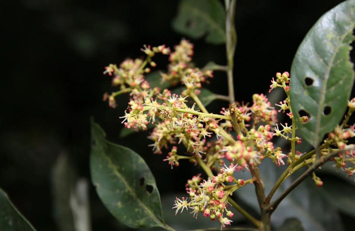 Lychee Nut Tree – Litchi Chinensis ‘Sweetheart’