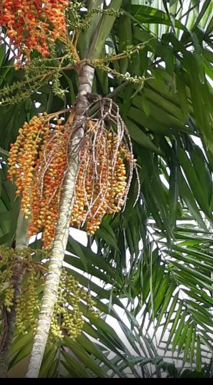Macarthur Palm – Ptychosperma Macarthurii
