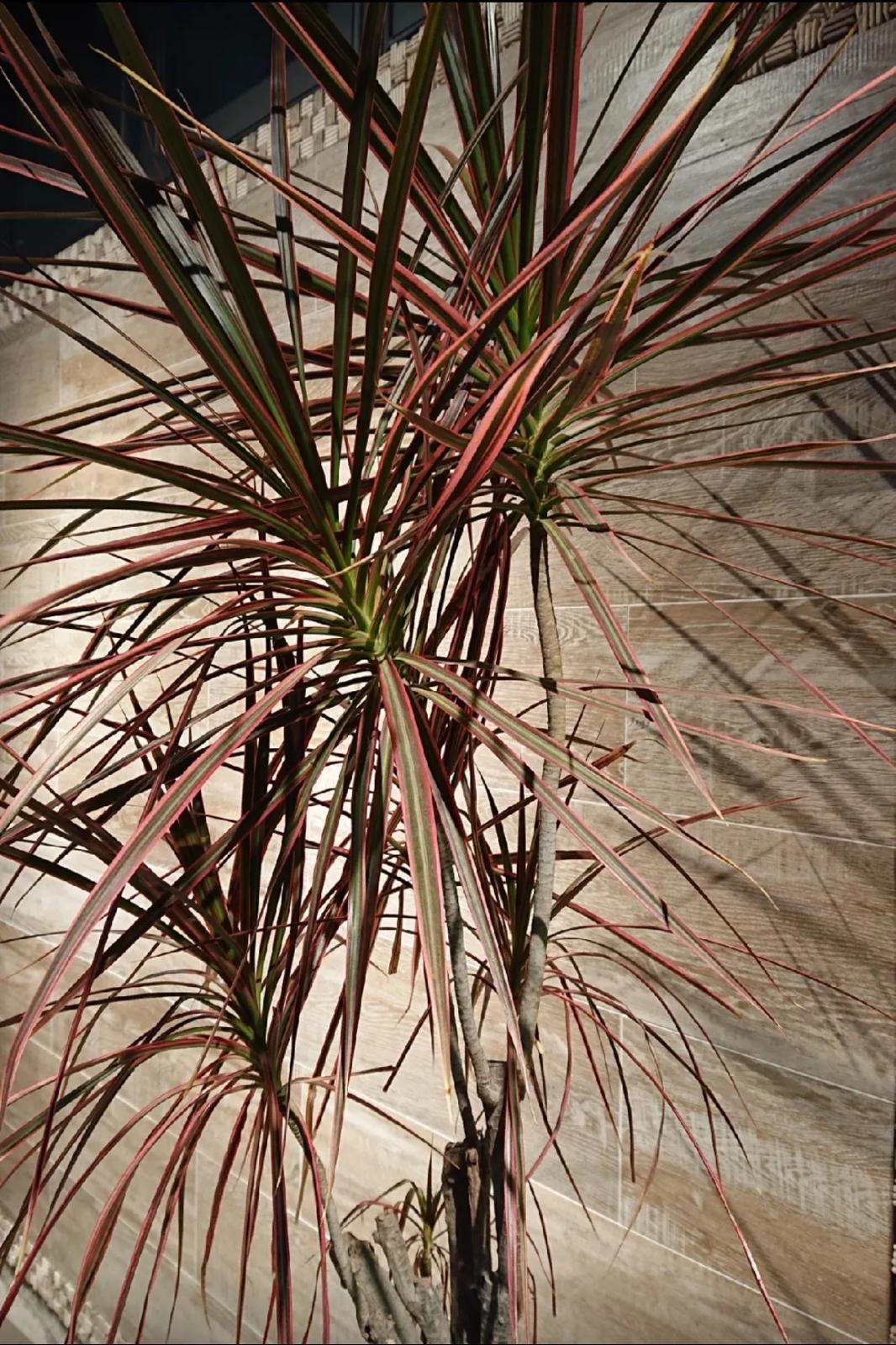 Madagascar Dragon Tree – Dracaena Marginata ‘Colorama’