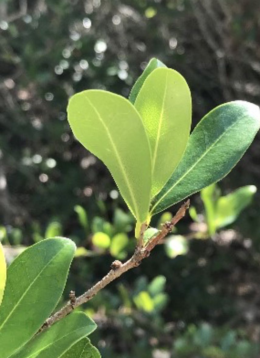 Maidenbush, Bahama Maidenbush – Heterosavia Bahamensis