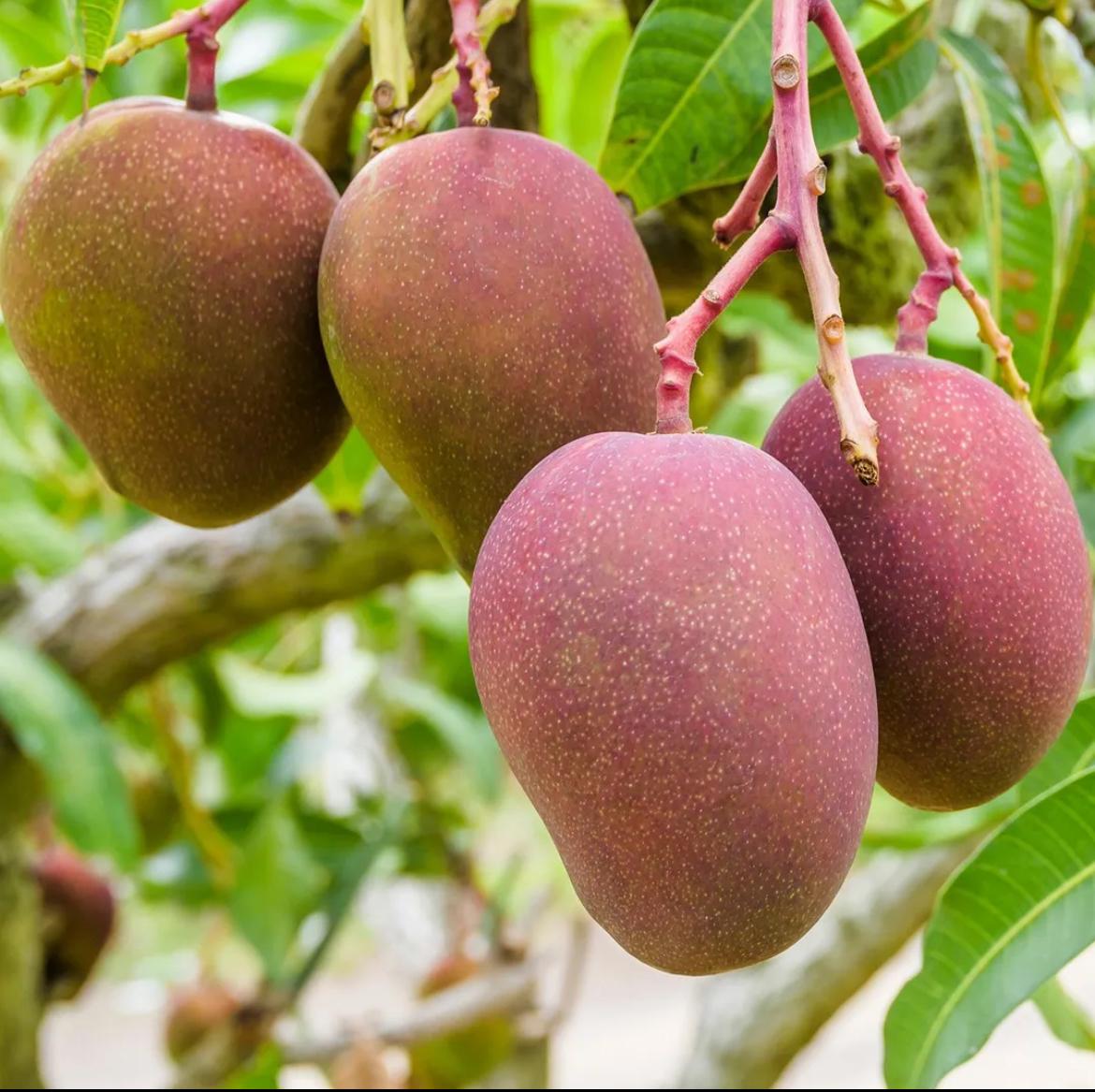 Mango – Mangifera Indica ‘Kent’