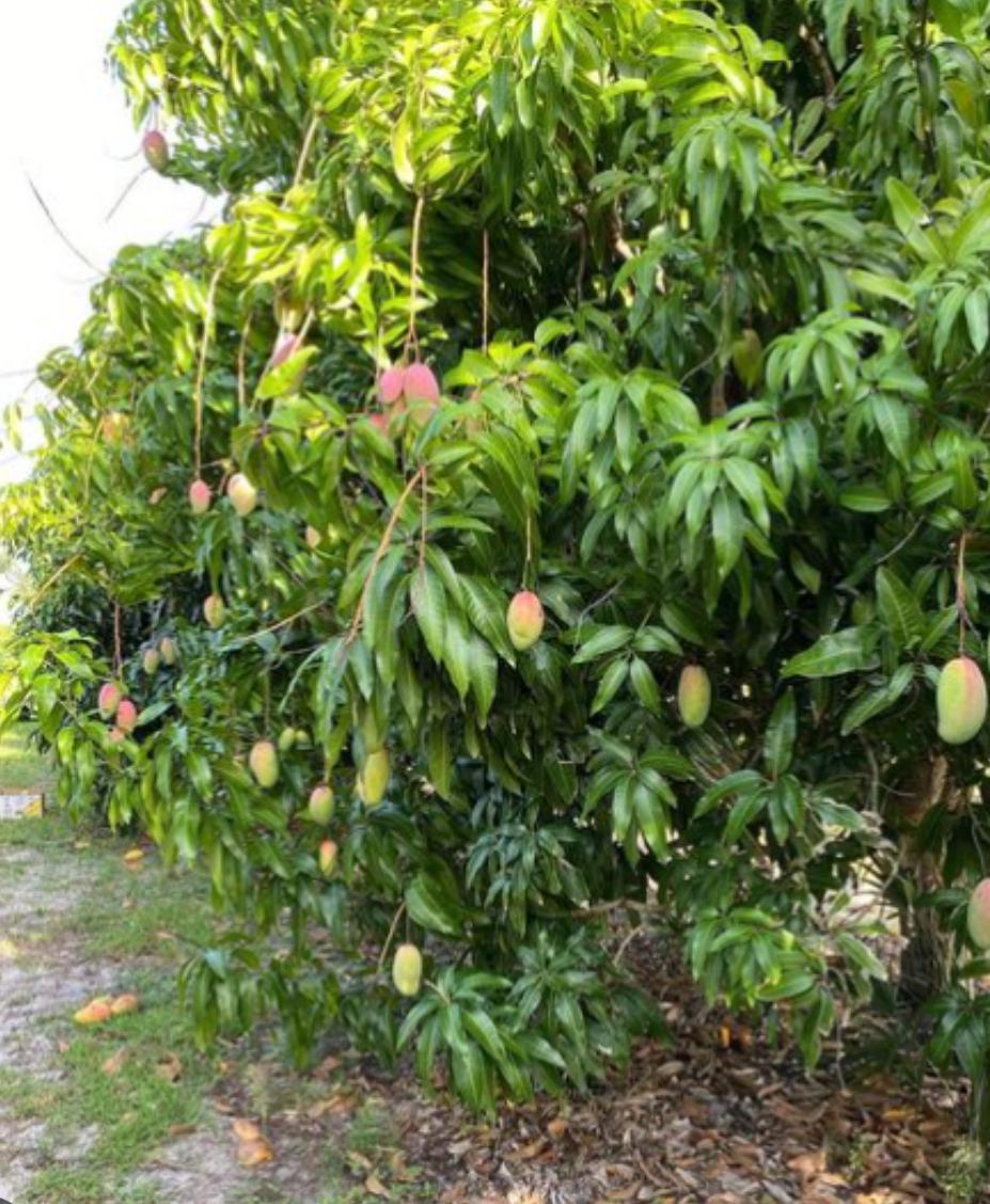 Mango – Mangifera Indica ‘Valencia Pride’