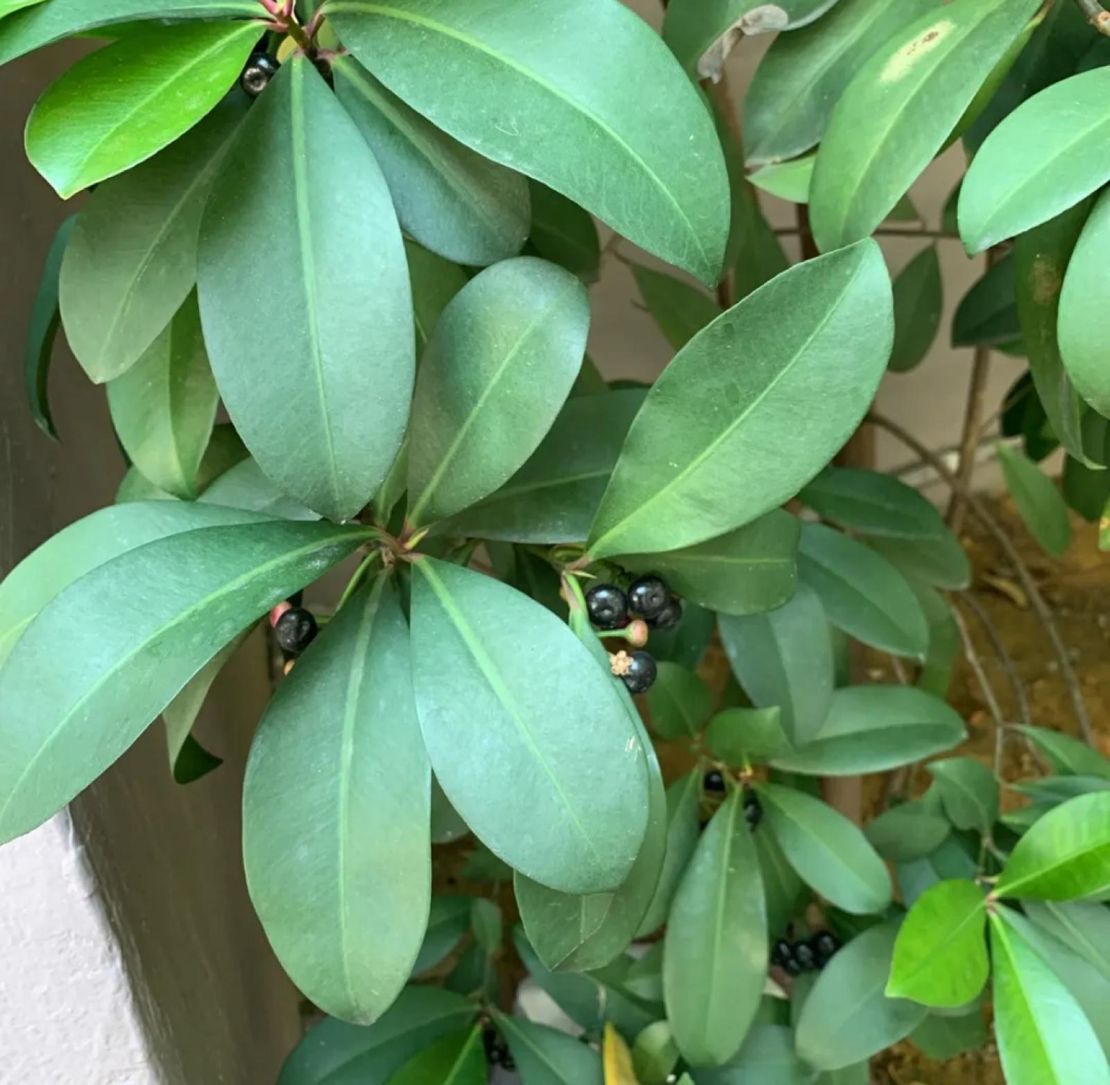 Marlberry – Ardisia Escallonioides