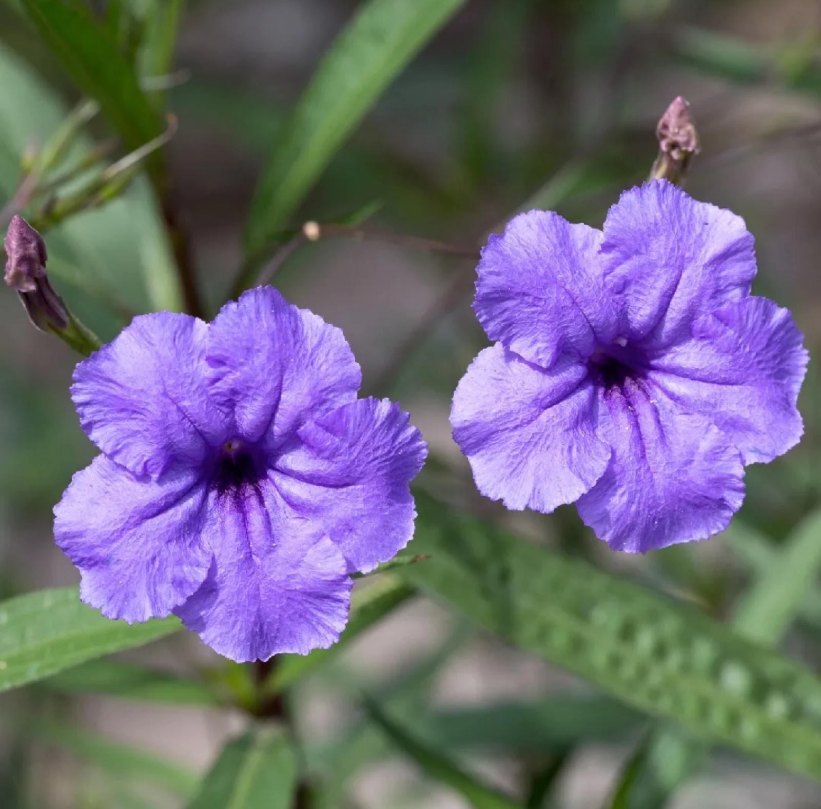 Mexican Bluebell, Mexican Petunia – Ruellia Brittoniana ‘Purple Showers’