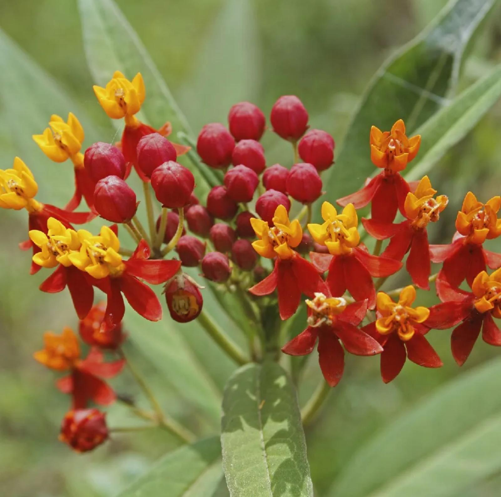 Milkweed, Bloodflower – Asclepias Curassavica